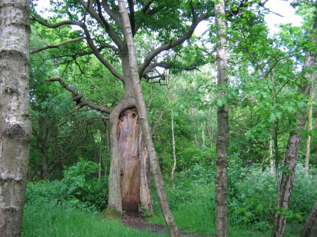 Sherwood Forest