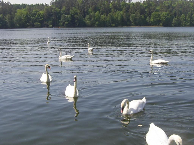 jezioro łabędzie
