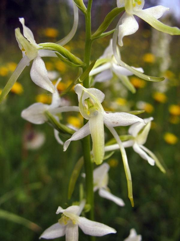 Podkolan biały (Platanthera bifolia) #przyroda