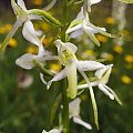 Podkolan biały (Platanthera bifolia) #przyroda