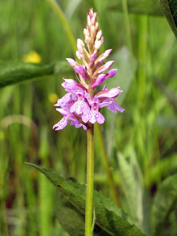 Stoplamek plamisty (Dactylorhiza maculata) #przyroda