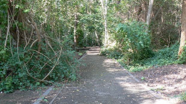 S-Bahn i Natur-Park Schöneberger Südgelände w Berlinie #Berlin