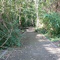 S-Bahn i Natur-Park Schöneberger Südgelände w Berlinie #Berlin