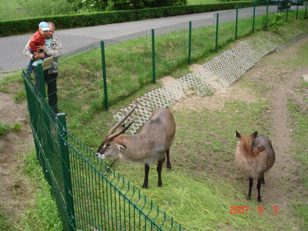 WYCIECZKA DO ZOO Z HANIĄ PRZEMKIEM SZYMKIEM I LIVIĄ