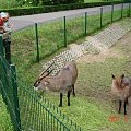 WYCIECZKA DO ZOO Z HANIĄ PRZEMKIEM SZYMKIEM I LIVIĄ