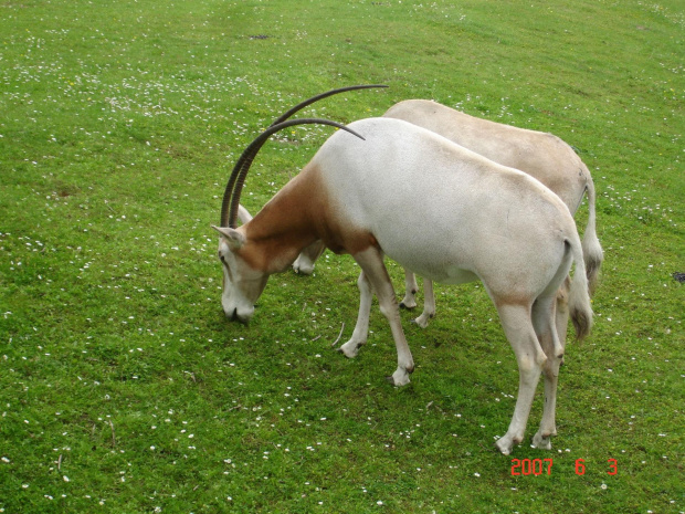 WYCIECZKA DO ZOO Z HANIĄ PRZEMKIEM SZYMKIEM I LIVIĄ