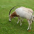 WYCIECZKA DO ZOO Z HANIĄ PRZEMKIEM SZYMKIEM I LIVIĄ