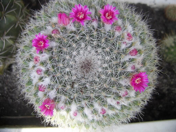 kwitnaca mammilaria