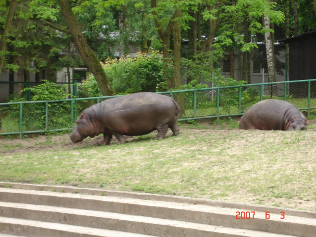 WYCIECZKA DO ZOO Z HANIĄ PRZEMKIEM SZYMKIEM I LIVIĄ