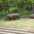 WYCIECZKA DO ZOO Z HANIĄ PRZEMKIEM SZYMKIEM I LIVIĄ