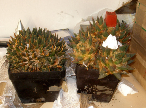 duze ariaki kolekcja #kaktus #kwiat #meksyk #ariocarpus