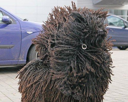 Hungarian puli