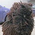 Hungarian puli