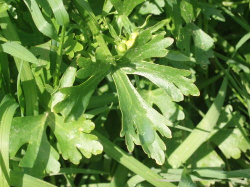20c. Jaskier jadowity ( Ranunculus sceleratus ) Data : 13.05.2007 Miejsce : obok stawu , zaraz przy wodzie . Miejscowość : Drzęczewo .