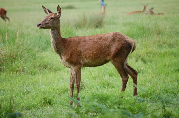 Zwierzęta w Richmond Park #zwierzęta