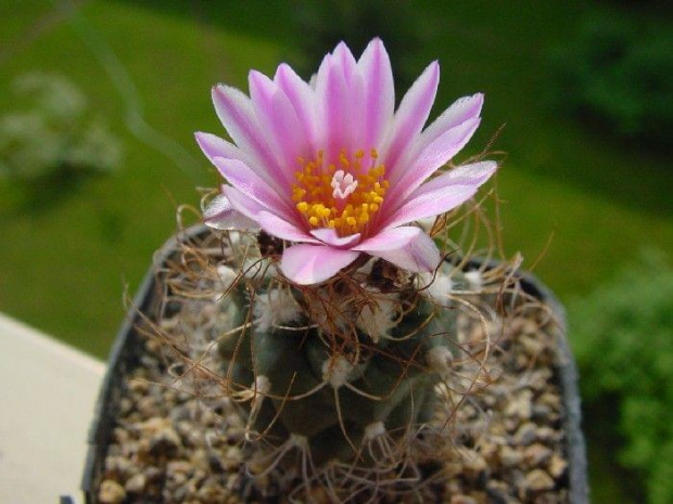 Turbinicarpus