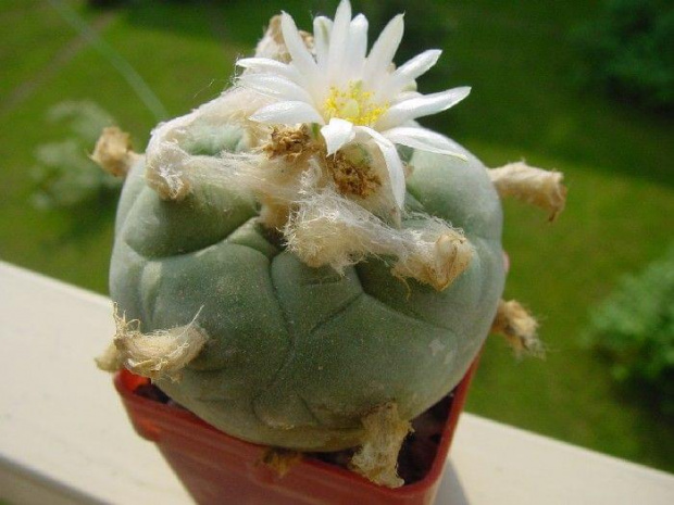 Lophophora diffusa