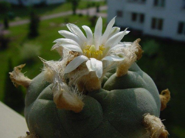 Lophophora diffusa