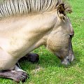 irokezik :) #koń #konie #źrebak #źrebię