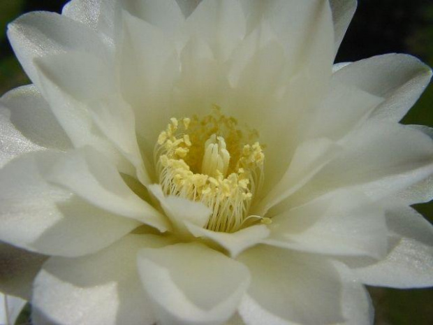 Gymnocalycium denudatum