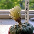 astrophytum asterias kwiat #kaktus #astrophytum #kwiat