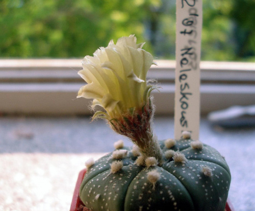 astrophytum asterias kwiat #kaktus #astrophytum #kwiat
