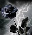 blackRose