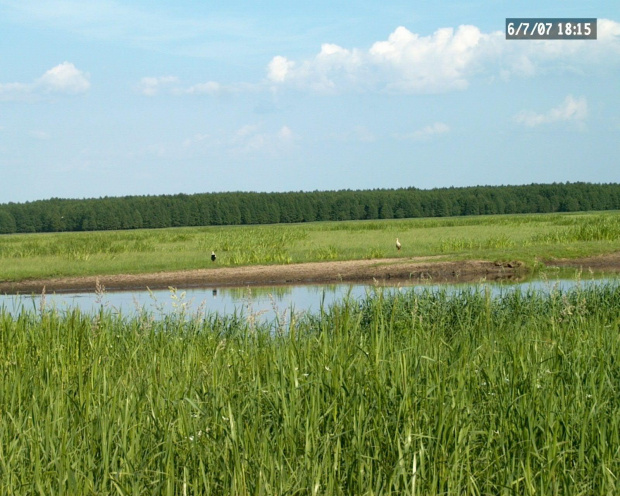 Bociany nad Biebrzą