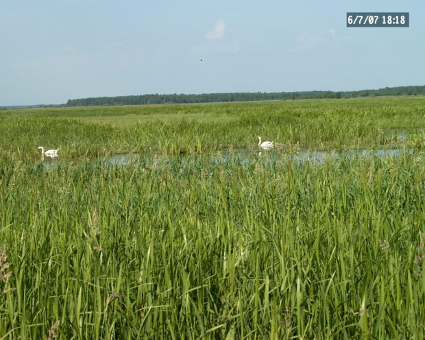 Łabędzie nad Biebrzą