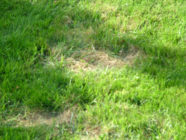trawnik #trawy