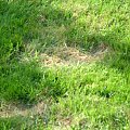 trawnik #trawy