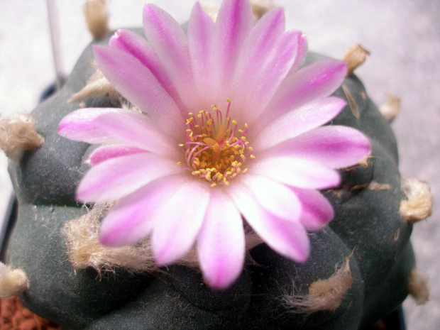 lophophora jourdaniana kwiat #kaktus #kwiat #lophophora #pejotl #peyote