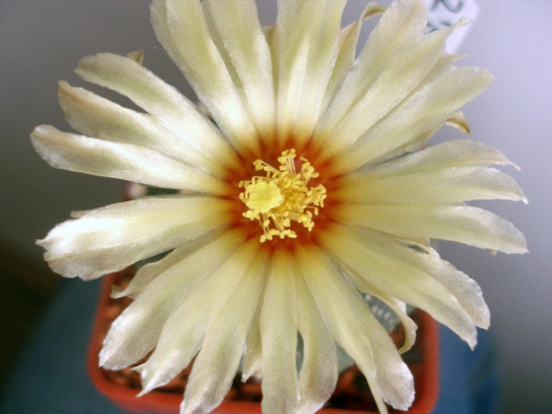 astrophytum asterias kwiat #kaktus #astrophytum #asterias #kwiat #meksyk #roślina #kolekcja