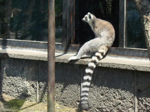 lemur