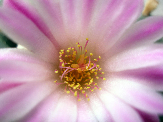 lophophora jourdaniana kwiat 02 #kaktus #kwiat #lophophora #pejotl #peyote