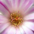 lophophora jourdaniana kwiat 02 #kaktus #kwiat #lophophora #pejotl #peyote