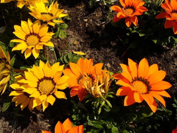 gazania