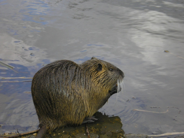 nutria