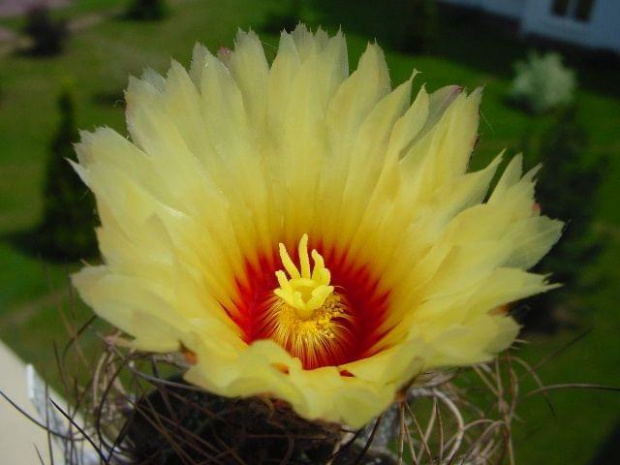 Astrophytum senile