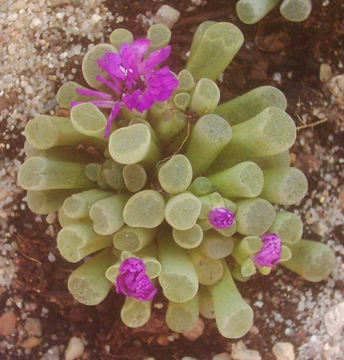 Frithia pulchra #FrithiaPulchraAizoaceaeFritia