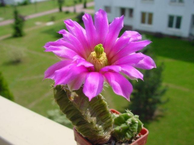 Echinocereus morricalii