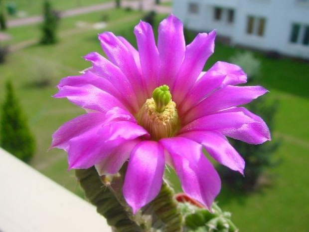 Echinocereus morricalii