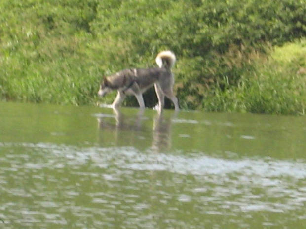 Husky chłodzi się w rzeczce :D