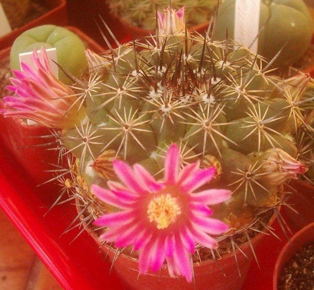 Mammillaria #MammillariaMamilariaKaktusCactus