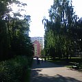 Zielona alejka spacerowa, zupełnie jak nie w mieście... osiedle Teofilów #Teofilów #Łódź