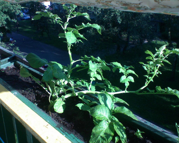 Zasadziłem ziemniaczka po cichu przed babcią w skrzynce balkonowej... I oto efekt :-)) #ziemniak #Łódź