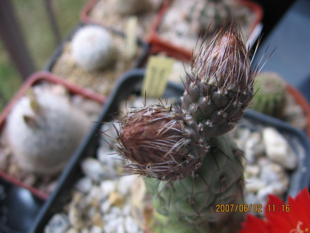 Tephrocactus geometricus