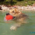 Niuniś w wodzie #Golden #psy #hobby #woda