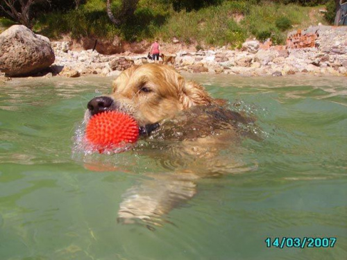 Niuniś w wodzie #Golden #psy #hobby #woda