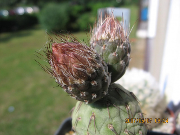 Tephrocactus geometricus